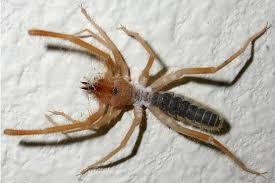 A camel spider can run at 30 mph and they have a terrifying scream while they run. Solifugids