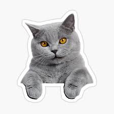 Very affectionate, they become quite attached to. British Shorthair Stickers Redbubble
