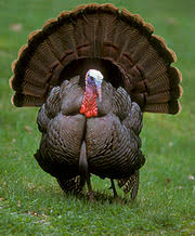 Resultado de imagen de pavo doble pechuga