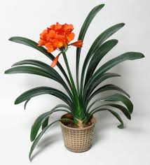 Image result for Clivia flowering