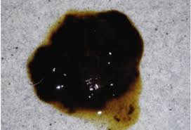 Dengan baby in pkpb ? Mengapa Anjing Dan Kucing Keluar Kotoran Berdarah Ini 5 Penyebab Kotoran Berdarah Pada Anjing Dan Kucing Tanya Dokter Hewan