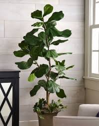 You can find pretty much any plant you can think of online, and many retailers offer their plants and delivery. The Best Affordable Fake Plants For Your Home The Everygirl