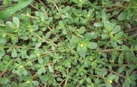 Cure, esigenze della pianta, semi e consigli su tuttavia, se non sapete dove reperire la pianta, online è disponibile l'acquisto per corrispondenza: La Portulaca E L Ortoterapia Per Ragazzi In Carcere Che Coltivano L Anima