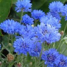 Cornflower Seeds Bachelor S Button Wild Flower Seed Flower Garden Plans Flower Seeds Wildflower Seeds