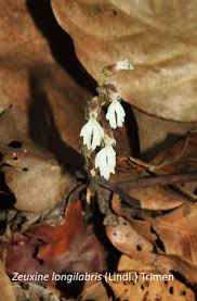 Image result for Zeuxine stammleri