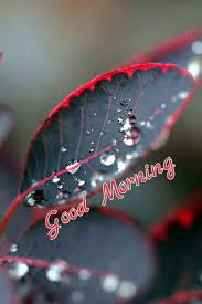 Good Morning My Love Good Morning Quotes Morning Pictures Good Morning Images