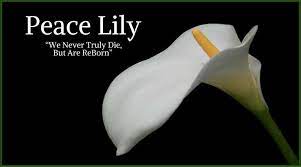Calla lily peace lily funeral flowers. Peace Lily Quotes 10 Best Funeral Flowers Ultimate Guide Love Lives On Dogtrainingobedienceschool Com