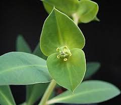 Image result for Euphorbia platycephala