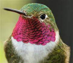 Aves products enable artists to design, create, build & restore at extraordinary levels for over 35 years. Photos Of Birds Class Aves Inaturalist