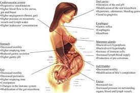 4 Physiological Adaptations Of The Body During Pregnancy Predispose A Download Scientific Diagram