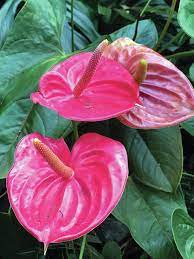 Pink Anthurium Flower Essence Best Flower Wallpaper