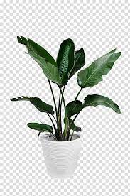 Pngtree provides you with 1,911 free transparent potted plant png, vector, clipart images and psd files. Arecaceae Plant Leaf Palm Branch Potted Green Plants Green Leafed Plant And White Plant Pot Transparent Background Png Cl White Plants Plant Wallpaper Plants