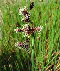 Image result for Schoenoplectus scirpoides