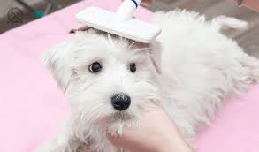 We did not find results for: El Paso Requires Dog Groomer Certification As Of January 1st Qc Pet Studies