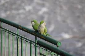 the monk parakeet is one of 25 tropical parrot species that have gone from pet to wild animal across 23 u s states photo by jennife pets monk parakeet parrot