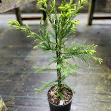 Image result for Araucaria angustifolia