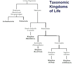 Animal Taxonomy Animal Trees Fascinating Animals