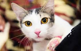 Depending on the area you live in this procedure usually costs from $50 to $150.00. Keeping Tab On Cats Telegraph India