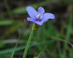 Image result for Aristea abyssinica