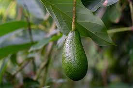 Image result for Persea