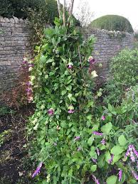 Glockenrebe Kletterpflanzen Einjahrige Kletterpflanzen Pflanzen