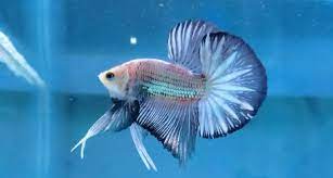 Semua gambar aquarium di atas sangat cocok untuk ikan cupang hias maupun petarung (fighter). Trend Memelihara Ikan Cupang Betta Sp Di Era New Normal Analisa Id