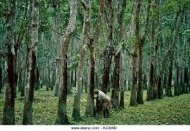 Velg blant mange lignende scener. The Malaysian Innovators H N Ridley The Blog Of Dato Dr Anuar Md Nor