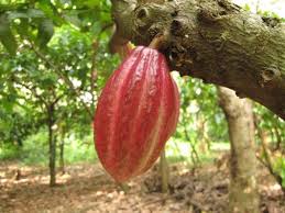 Flowers And Trees Madagascar Tree Flowers Fruit