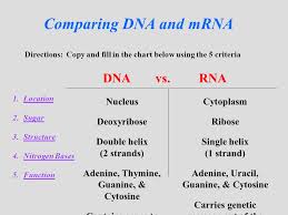 dna vs rna sada margarethaydon com