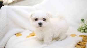What is the smallest teacup dog? Top 10 Benefits Of Having A Maltese Dog Puppies Club