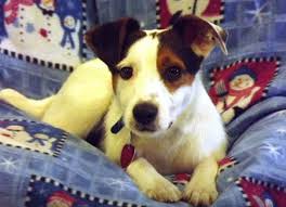 Full Grown Jack Russell Terrier Black And Brown Full Grown Aussel Mini Australian Shepard Jack Russell Mix Jack Russell Jack Russell Terrier Puppy Paws