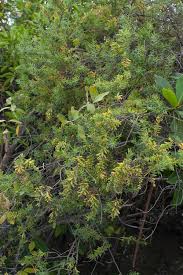 Image result for Suaeda monoica