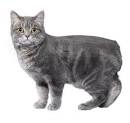 Manx | breed of cat | Britannica