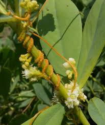 Image result for Cuscuta australis