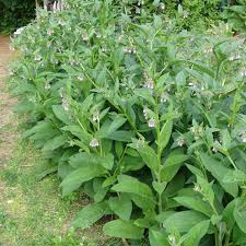 Bocking 14 does not produce viable seeds, so you don't have to worry about your plant becoming a nuisance. Edgewood Nursery Bocking 14 Comfrey Symphytum Uplandicum Is Back In Stock The 10 Cuttings Pack Will Be Back Once I Can Dig More Https Edgewood Nursery Com Shop Bocking 14 Comfrey Plant Or Root Fdwn7 E9dfn Category Plants This Hybrid Cultivar