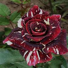 Home Design Garden Rose Varieties Rose Varieties Beautiful Roses Rose