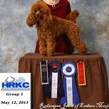 Purchase hypoallergenic poodle puppies from marjo poodles! Nc Miniature Poodle Breeders Akc Registered Mini Poodle Puppies At Marjo Poodles