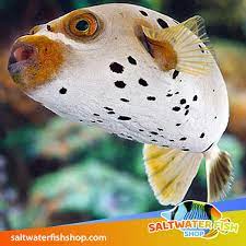While in the gray phase, it is gray with black markings around the mouth, eyes, and dorsal fin. Dogface Puffer For Sale Saltwater Dogface Pufferfish For Sale Online