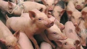 Sunt receptive suinele, virusul se poate elimina timp de mai mult de 1 an de la infectie. Ce Se IntamplÄ DacÄ MÄnanci Carne De Porc InfectatÄ Cu PestÄ PorcinÄ