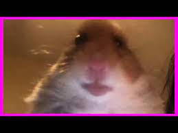 Funny hamsters cute and funny hamster videos compilation. Hamster Webcam Memes Youtube