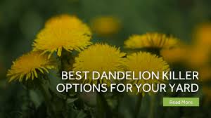 Maybe you would like to learn more about one of these? Best Dandelion Killer Options For Your Yard Gustafs Greenery