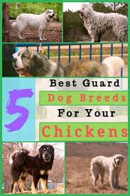 5 Best Guard Dog Breeds For Your Chickens Poultry Best Guard Dog Breeds Guard Dog Breeds Best Guard Dogs