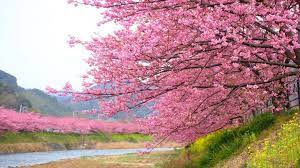 Cherry Blossoms Are Blooming In Japan Cherry Blossom Season Sakura Tree Cherry Blossom