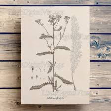 Yarrow Digital Print Vintage Antique Botanical Illustration Instant Download Botanical Print Botanical Chart Art Print Vintage Jpg Png