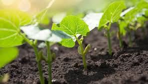 Maybe you would like to learn more about one of these? Is Midsummer Too Late To Plant A Vegetable Garden Farmers Yearbook