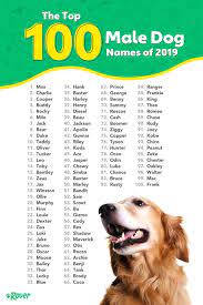 For a big batch of more female names for your family's new puppy, check out this massive list of creative ideas. Top 100 Most Popular Dog Names In 2020 Rover Com Dog Names Puppy Names Popular Dog Names