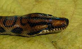 Some consider the brazilian rainbow boa to be a snake that's best for seasoned reptile keepers. Brazilian Rainbow Boa Smithsonian S National Zoo