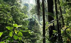 Investigating the future of sustainable hydropower, challenging conventions about wildlife's effect on food safety, and harvesting the power of giant clams for solar energy. Mhh2ckn9yjqmgm