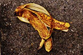 The decomposition rate experiments by mfs were started in 2016 as follows: Is Biodegradable Littering Okay It S Definitely Not And Here S Why