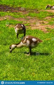 newborn baby duck playing in the park stock photo image of